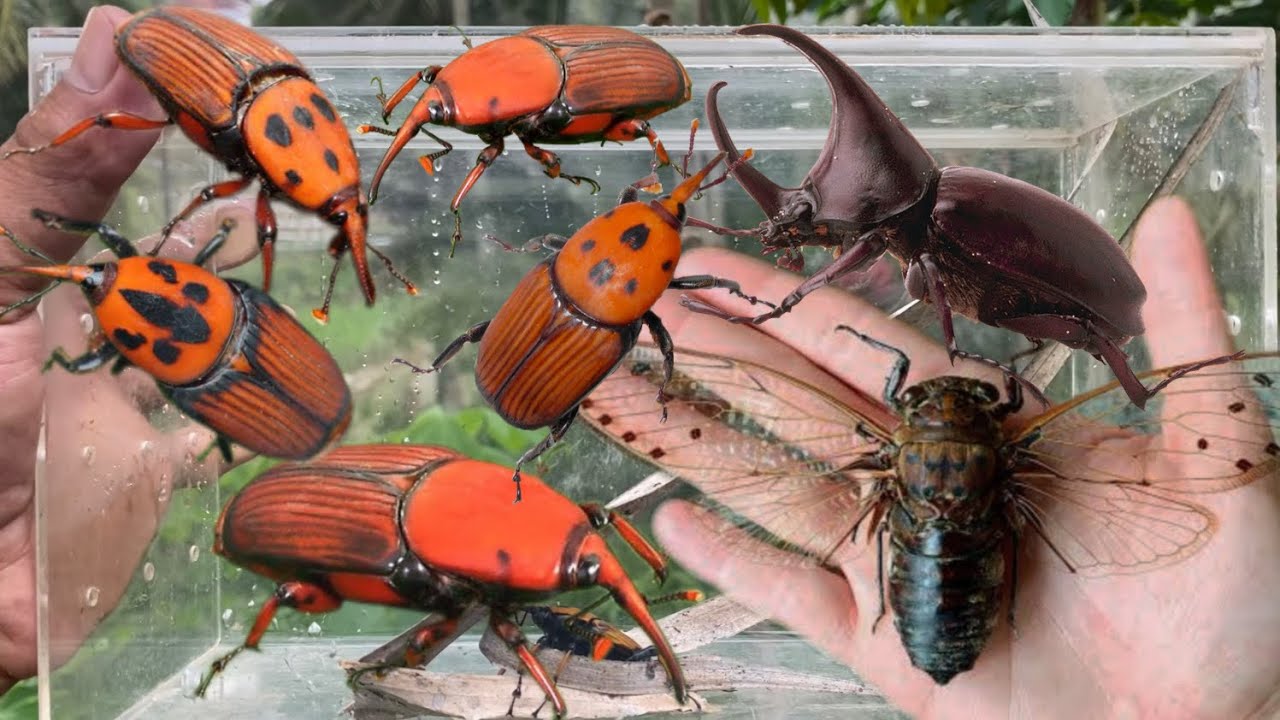 Amazing unique red beetle hunting‼️catch red palm weevil, giant black cicada, rhinoceros beetle