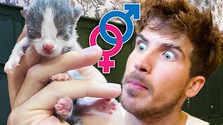 Revealing the genders of my 6 new kittens!