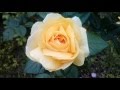 Цветет желтая роза. Футаж с природой
