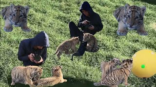 Adorable today click the beautiful picture zoo ground | cute tiger cubs 🐯😍