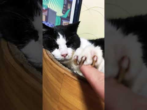 猫の手を触ると - Cats know shaking hands - #shorts