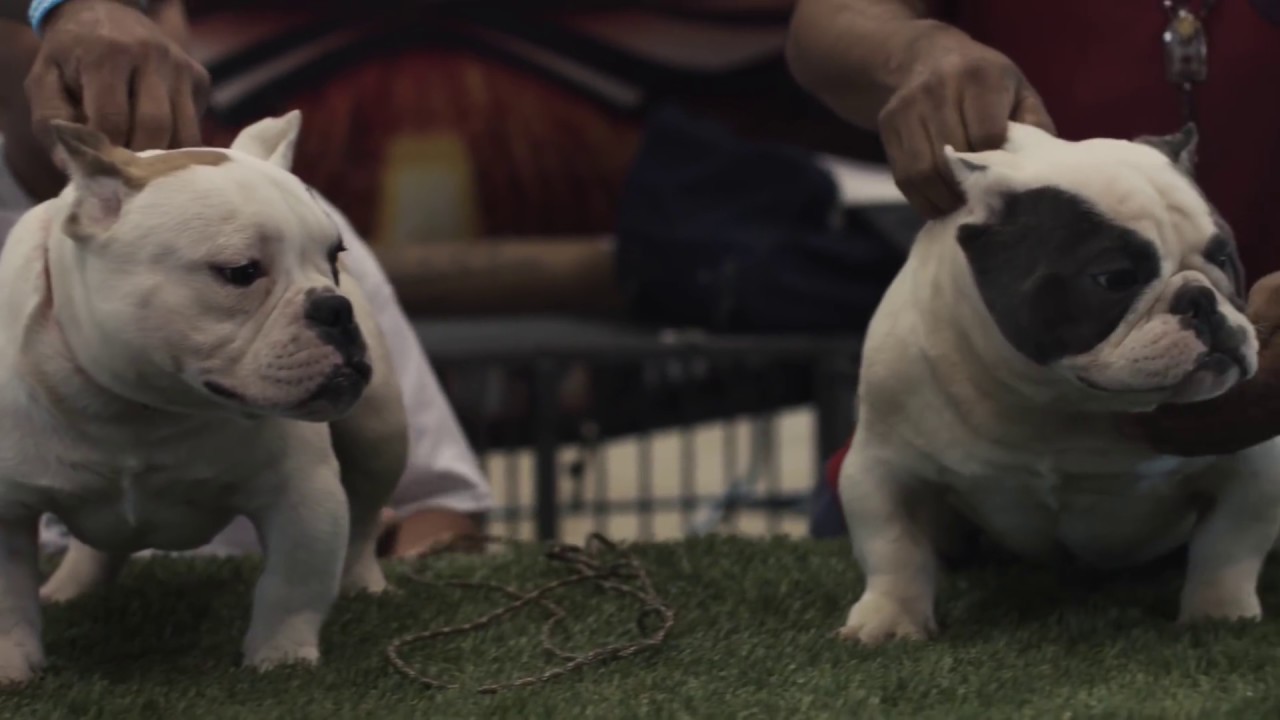 COME TOGETHER DAY 2017 Extended Version; American Bully Dog Show; East Coast Bully League