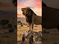 🐒bandar or sher ki kahani 🐅