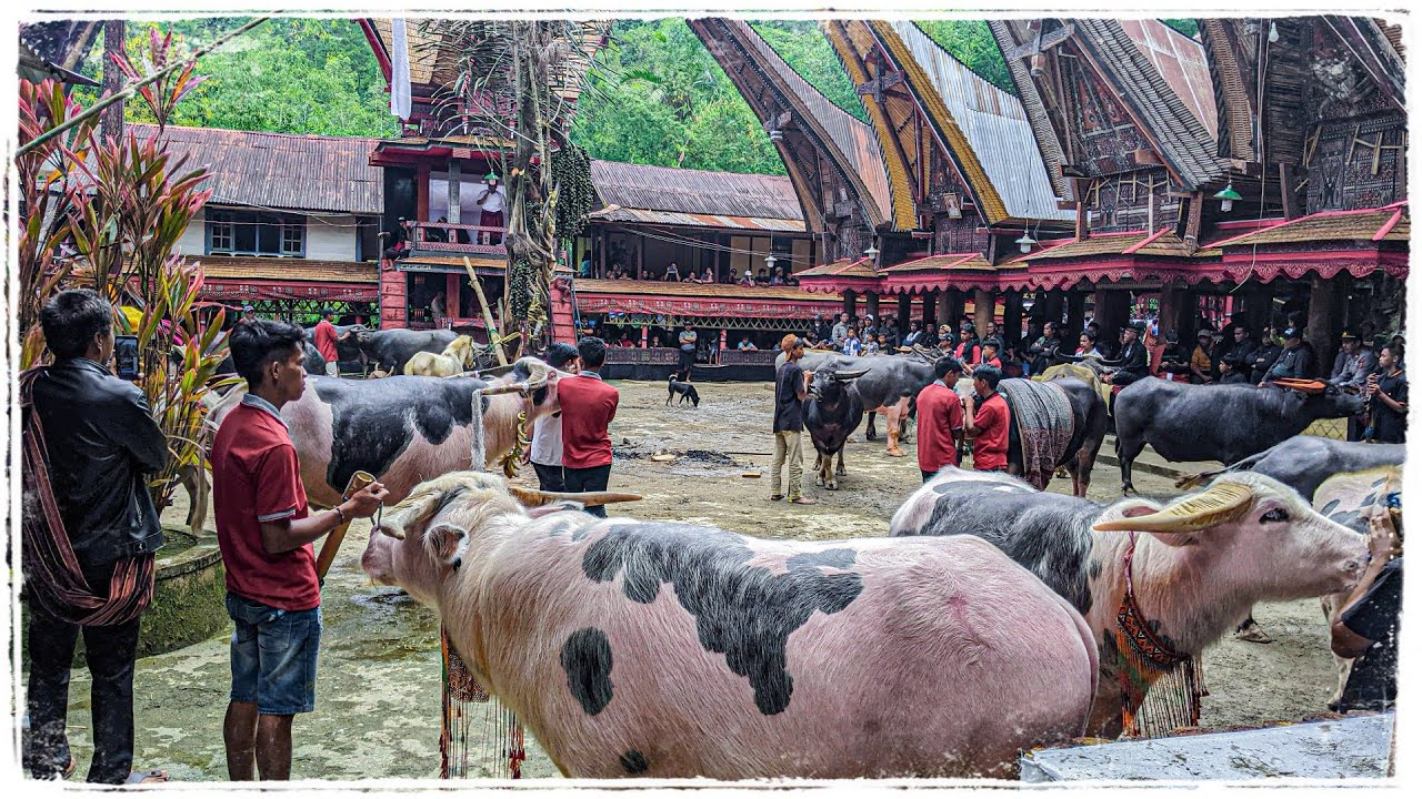 Ma' Pasa' Tedong Pemakaman Mahal di Ponglu' Buntu Pepasan Dari Tongkonan  satu Ke Tongkonan yang Lain - YouTube