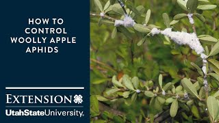 how to manage woolly apple aphids