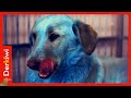 Die mysteriösen blauen Hunde, die in Russland aufgetaucht sind