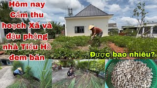#130 Today, Cam is harvesting lemongrass and peanuts from Tieu Ho's garden to sell. How much will...