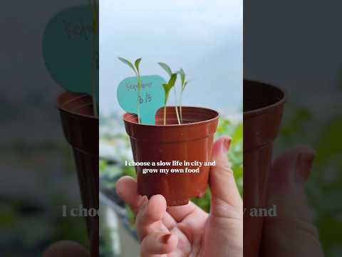 I choose a slow life in city & grow my own food #gardening #balconygarden #urbanfarming #minigarden