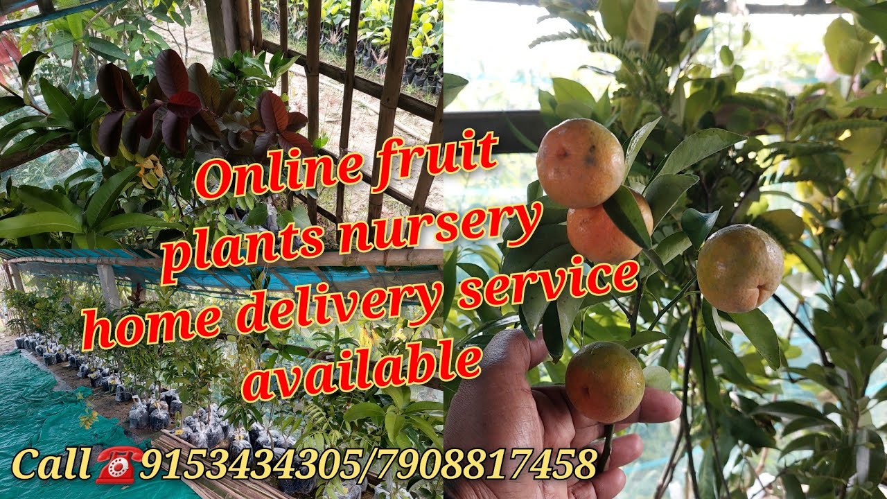 Online fruit plants nursery home delivery service available YouTube