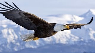 Fly High - Bruce LeeF