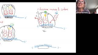 Ch. 17 Translation review and mutations
