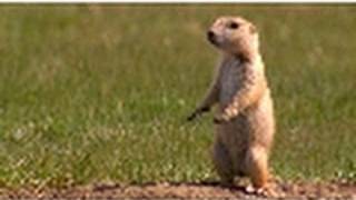 Prairie Dog Snake Alarm | American Serengeti