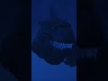 AdamDagon swim
