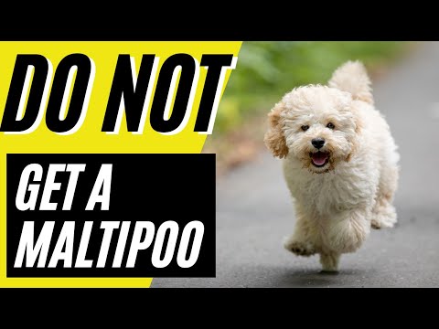 Video: Jaká jsou chování štěňátek Maltipoo?