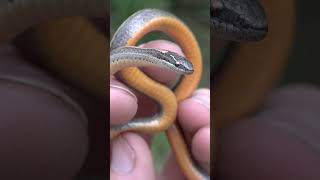 Little Snake--Is it Venomous?