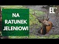 Na ratunek jeleniowi