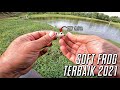 | EXP Guka Soft Frog | Soft Frog Terbaik 2021 | Ep. 73  | Casting Ikan Gabus @ Haruan |