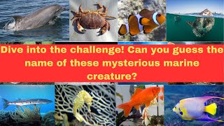 Marine Animal Name Quiz: Can You Guess the Creatures of the Deep? screenshot 3