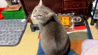 おじいちゃんにお参りしてから..  朝ごはんを食べる猫・・・ by かぜのねこ 398 views 1 day ago 4 minutes, 56 seconds