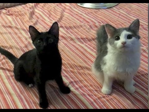 cats eating litter Kittens Love Treats Plus Rescuing Earthworms And A Dog - Feral Kitten Socialization
