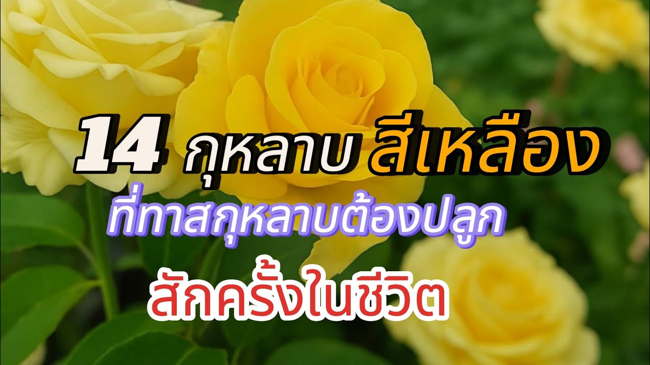 EP254 รวม 14 กุหลาบสีเหลือง ที่คนรักกุหลาบต้องไม่พลาด!