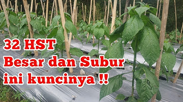 Umur 32 HST Sudah Sebesar ini, apa Rahasianya?.Cabe Rawit ORI 212