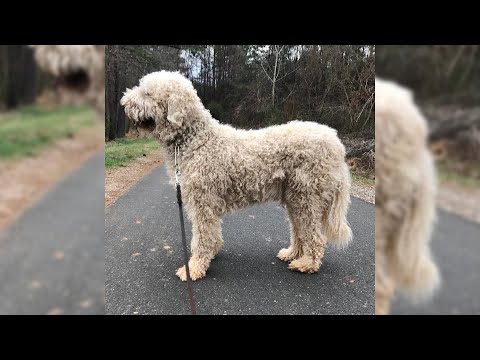 Video: Buoni nomi dei cani ungheresi per un Puli o Komondor