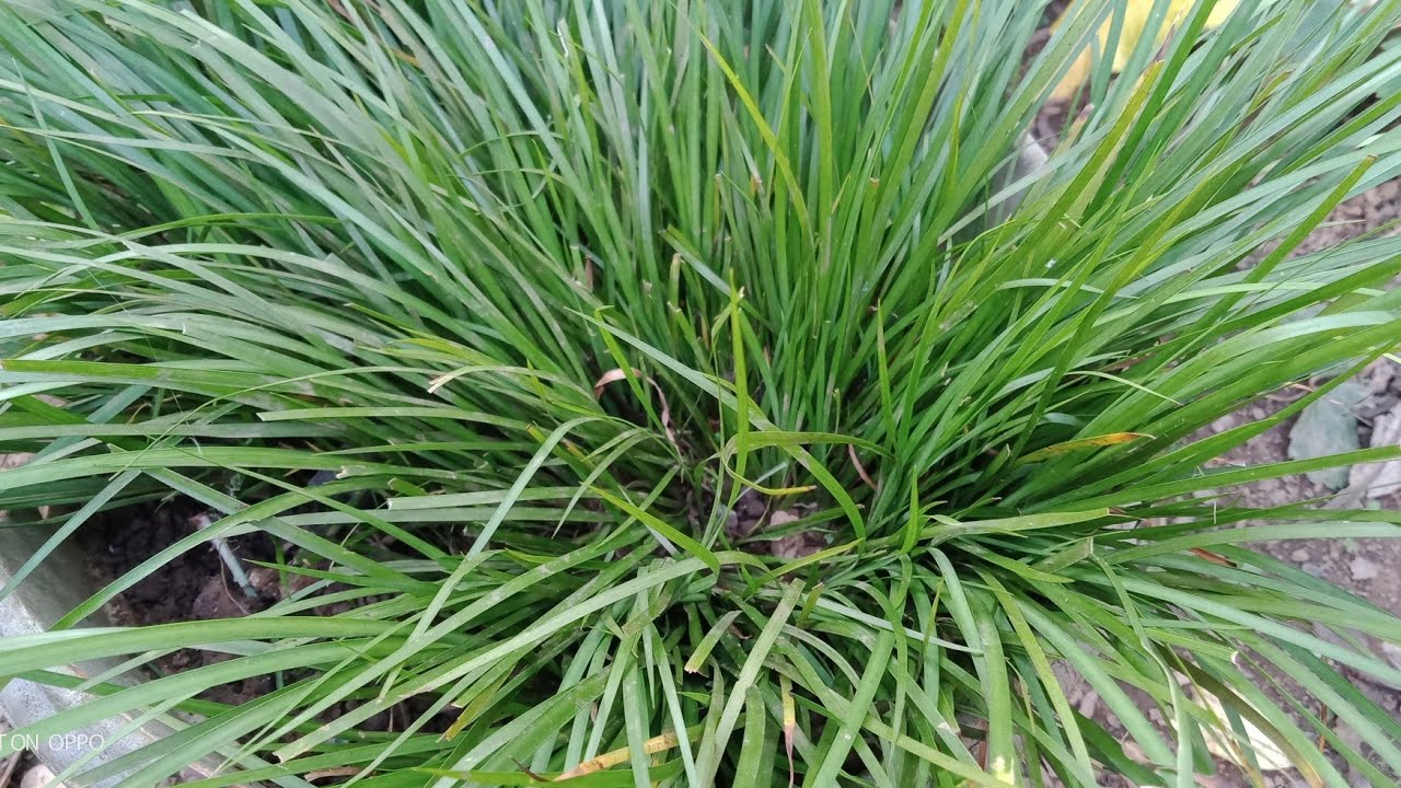 pawj qaib zoo tshuaj heev