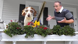 Owner Catches Dogs Using Power Tools! Funny Dogs Maymo, Potpie & Indie Do Yard Work by Maymo 129,429 views 6 months ago 5 minutes, 18 seconds