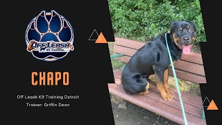“Chapo” 1 Year Old Rottweiler | “Managing Intensity” | OLK9DET