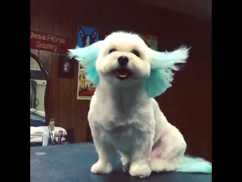 Blue Haired Dog Gets Blow Dryer In Face Youtube