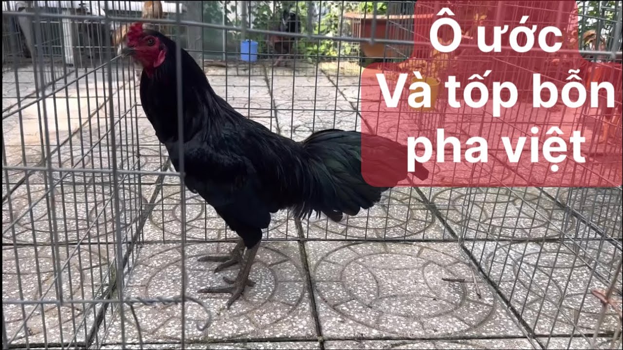 Trại gà nam phát kg, tốp trống ngày 15 tháng 3, 2025 033.5555.339-083.888.2228