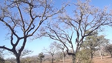 Leopard killed a monkey in a tree. Leopard attacks a monkey.