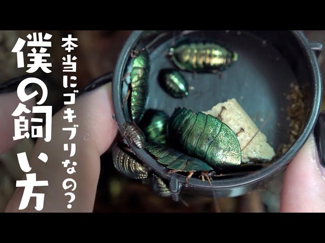 飼い方】ニジイロゴキブリの繁殖が軌道に乗ってきました - YouTube