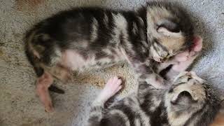 2 weeks old baby kittens  kiss each other