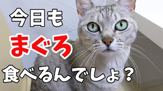 夜ご飯にマグロの刺身があると信じて疑わない猫