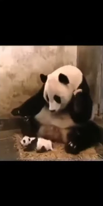 panda lucu,kaget anak nya bersin #viral_lucu