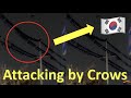 How to protect my town from Crows