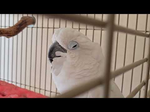 UPDATE on Onni Cockatoo and Merry Christmas