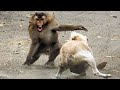 Animal War Story: Mother Monkey Against 10,000 Dogs in India / Monkey Seeks Revenge -Tough Creatures