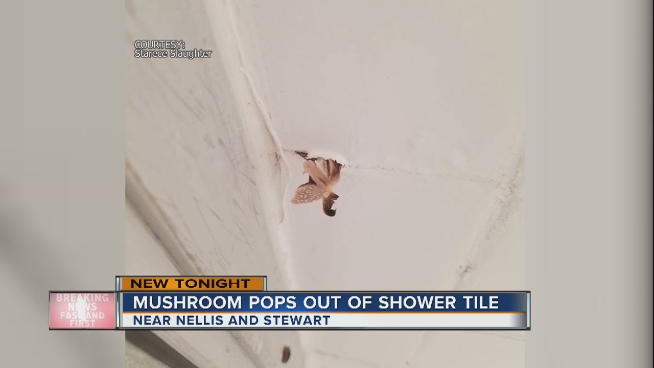 Mushroom pops out of woman's shower tile 