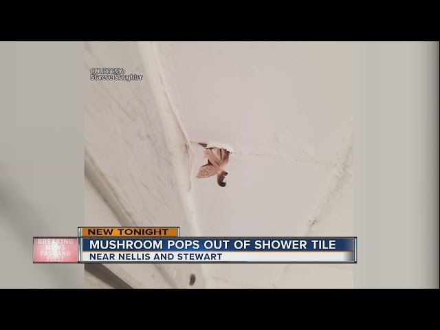 Persistent mushrooms plague bathroom 