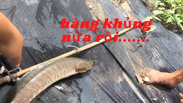 shanghai vlog , câu cá lóc bằng vịt gặp hàng khủng 1 rắn 1 cá quá hên | shanghai săn bắt