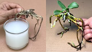 This Magic Water Makes 1 Orchid Root Instantly Revive Very Easily