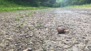 Two minute snail video