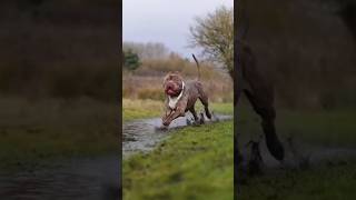 #AmericanPitbull #PitbullTerrier #DogLover #ViralVideo #Trending #Shorts #PitbullLife #DangerousDog