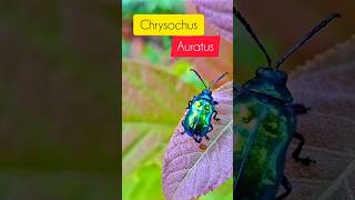 #dailyvlog #nature #beetle #butterfly #insects #macroshoot #dogbana leaf beetle #chrysochus auratus