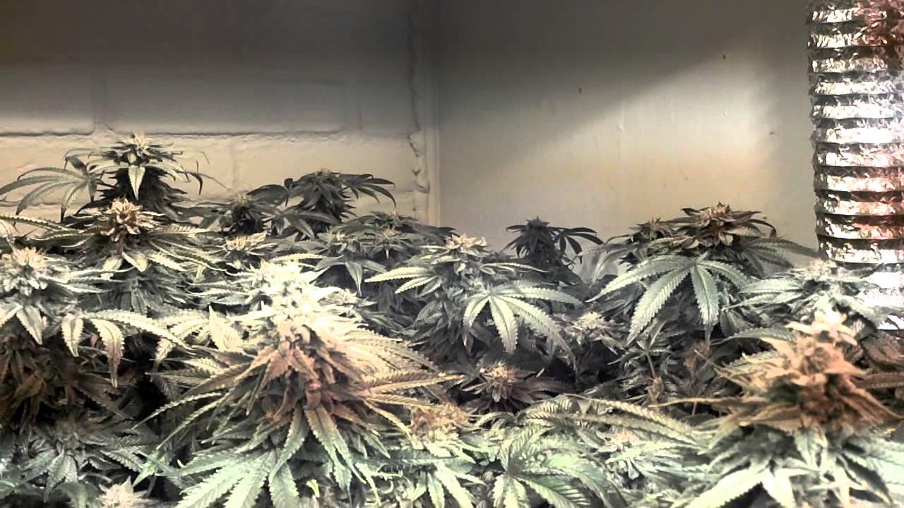 Bubba Kush & Mendo Afgoo day 53