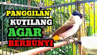 Suara burung kutilang gacor memanggil lawan Panggilan kutilang agar bunyi