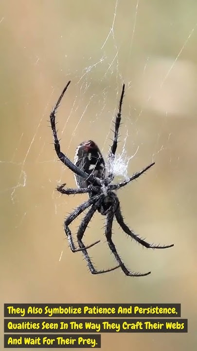 what-do-spiders-symbolize-exploring-their-spiritual-meaning-youtube